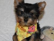   Male and Female Tea Cup Yorkie Puppies