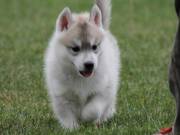 Adorable siberian husky AKC registered puppies