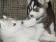 Excellent Siberian husky puppies for  adoption.(732) 708-2298