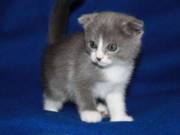 Blue Scottish Fold Kittens For Sale