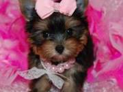 Excellent Teacup Yorkshire Terrier Puppies For Adoption Text (609) 807-2598