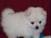 Outstanding Pomeranian Puppies
