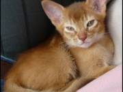 Trained Abyssinian Kittens for sale