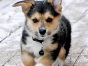 Sweet and Gentle pembroke corgi welsh puppies