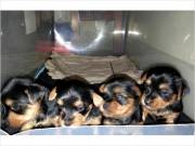 Pretty Yorkie Toy & T-Cup Yorkie Puppies Price 150