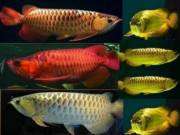 We supply live arowana fishes of all kinds, below is a list of some of our TEXT (301) 458-8940