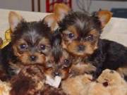 Cute Teacup Y.o.r.k.i.e Puppies 195$ call us 657) 207-5311