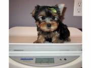 Hygienic T-cup Yorkie Puppies for sale