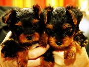 Adorable Male And Female Yorkie Puppies For  Free  Adoption