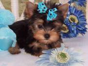 Sweet Baby Face T-cup Yorkie Puppies Available For adoption (817) 725-4785
