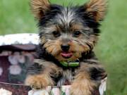 Sweet Baby Face T-cup Yorkie Puppies Available For adoption (817) 725-4785