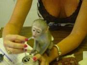 Wonderful Capuchin Monkeys Available (615) 285 8615