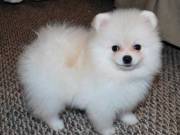 (810 425-5666) Cute White Pomeranian Puppies (810 425-5666)