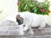 Beautiful english bulldog Puppies ready for adoption