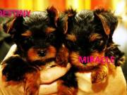 Extremely cute teacup yorkie puppies available for free adoption
