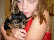 Yorkie Puppies for Adoption