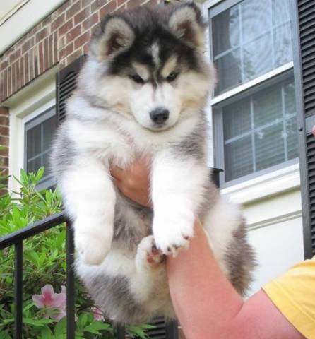 full grown female siberian husky