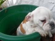 2 Stunning English bulldog pupsready 4xmas