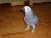 X-Mas African Grey Parrot Birds For Rehoming text 3019094792