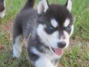 Siberian Husky Puppies Available for sale now this X-mas