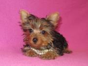 yorkie puppies for adoption 