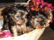 Two Awesome Teacup Yorkie puppies for adoption Text (478) 257-2152