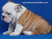 Adorable English bull puppies for sale/adoption
