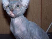 loving sphynx kittensand cats for adoption