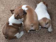 beautiful french bulldogs for sale 