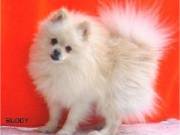   Pomeranian puppies