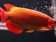  Arowana fish for sale different species