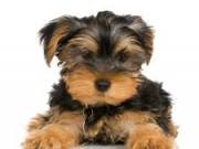 Top Quality Teacup Yorkie Puppies For Free Adoption  (rethermoorison28@gmail.com)