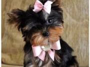 Adorable Potty/home trained Yorkshire Terrier puppies For Adoption  (rethermoorison28@gmail.com)