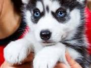 BLUE EYES healthy and adorable husky pups ready now  (509) 497-7899