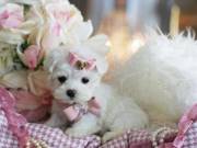 Maltese tiny puppies for new home(443) 267-8170