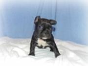 Xmas French Bulldog Pups Available (551) 333-7433