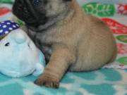 nice pug for sale to any pug lovers