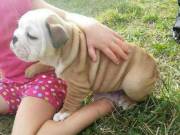 **CUTE Little Bulldog Puppies, Magnificent English Bulldog Puppies***TEXT (301)3752346 ////