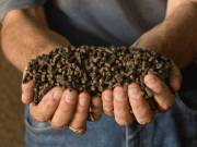 Organic fertilizer pellets