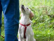 Get Dog Aggression New Jersey