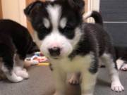 Blue Eyes Siberian Husky Puppies.
