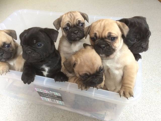 akc pug puppies for sale