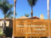 Palm Tree Removal Anaheim, CA