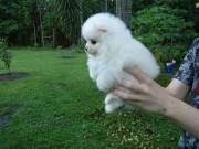 AKC registered Pomeranian puppies