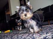 Lovely  teacup yorkie puppies available for free adoption