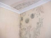 Boulder Black Mold Removal