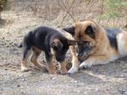 Protective marshally trained german shpherd puppies active lines.