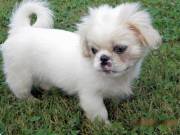 Cream white and night black Pekingese pups