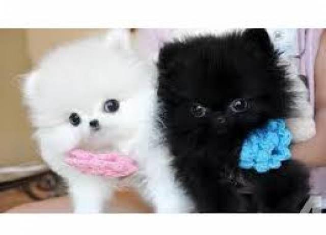 Male And Female White Pomeranian Puppies Available New Orleans White Pomeranian Puppies Available