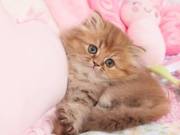 Luxury Persian Kittens for Sale in a rainbow of Colors